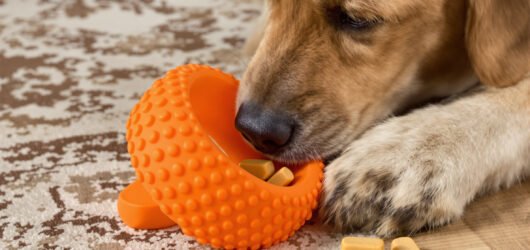 Melhores Brinquedos para Cães Ansiosos
