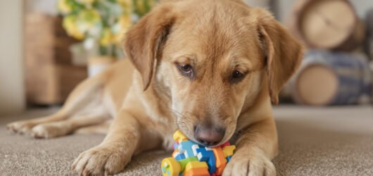 Melhores Brinquedos para Cães Ansiosos